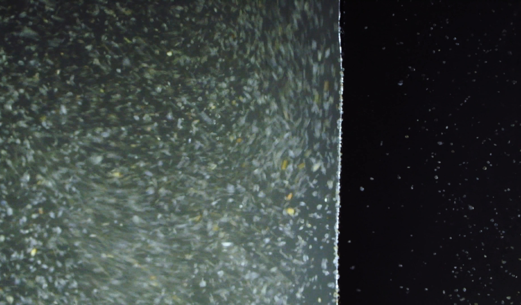 biofouling-desalination