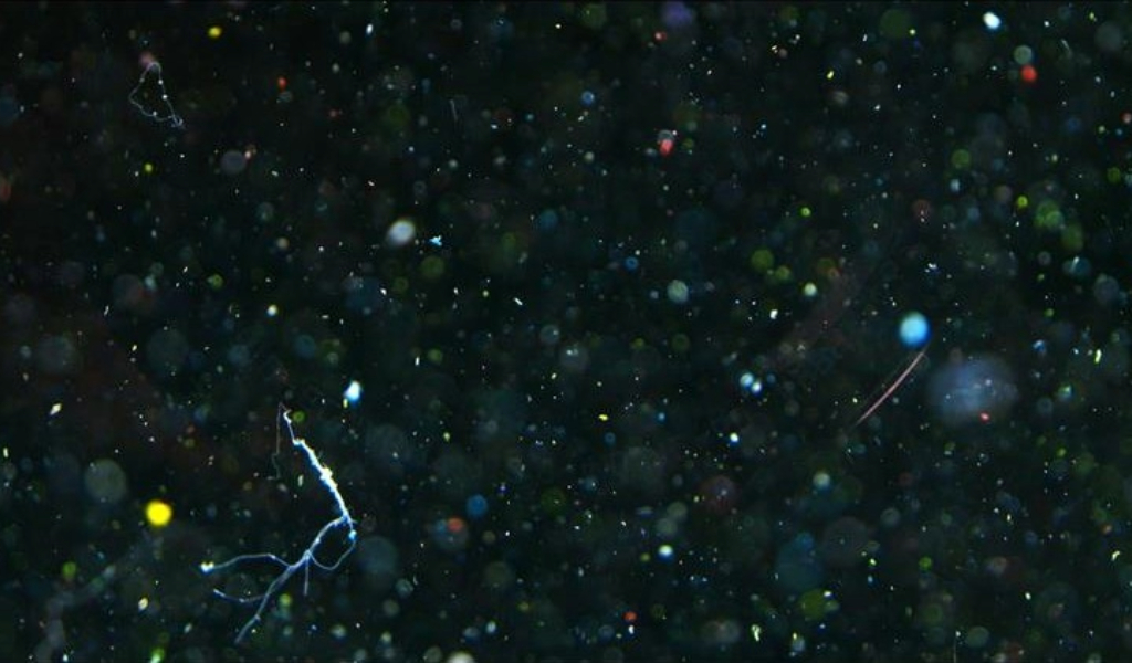 household-microplastics